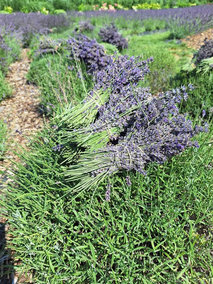 Za nami pracowity poniedziałek. Ścięliśmy lawendę w dole ogrodu.