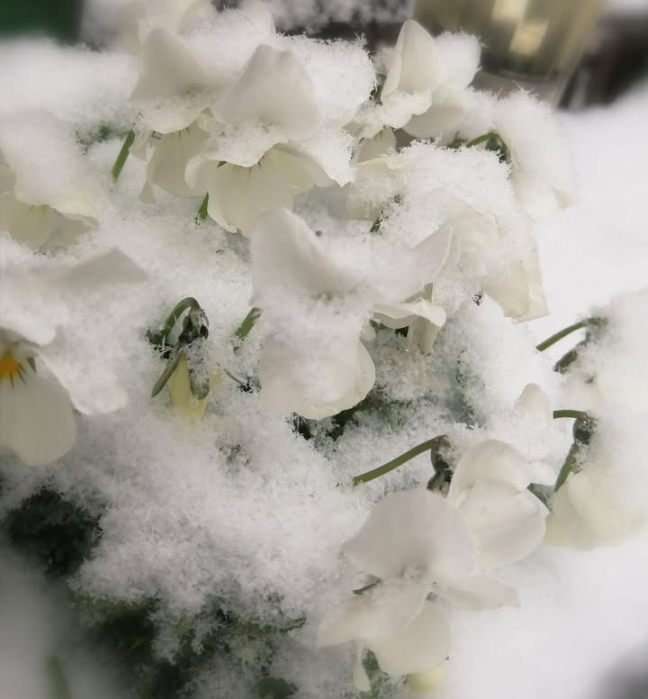 Wczoraj było tak ładnie a dzis pogoda znów splatała nam psikusa.