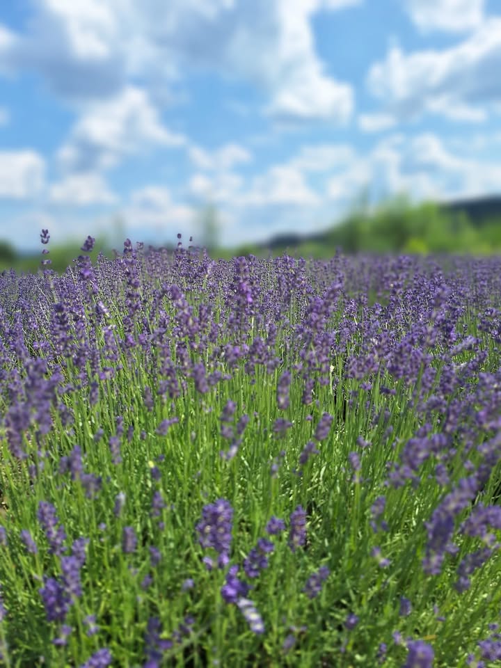 Fioletowo, lawendowo, pachnie obłędnie...