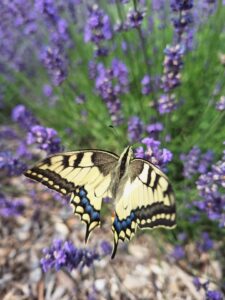 Warsztaty owadzie za nami. Dziękujemy wszystkim odważnym i dzielnym uczestnikom, których n