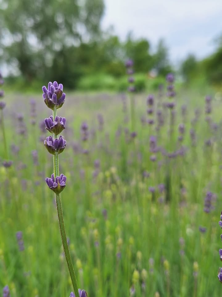 Coraz bliżej fioletu :)