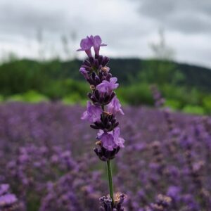 Zapraszamy do LawendOgrodu