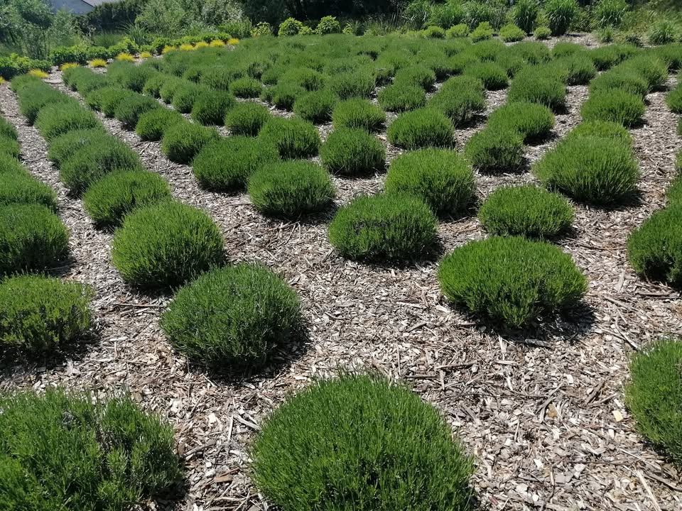 Kochani nie śpimy, nie lenimy się tylko bardzo intensywnie pracujemy...