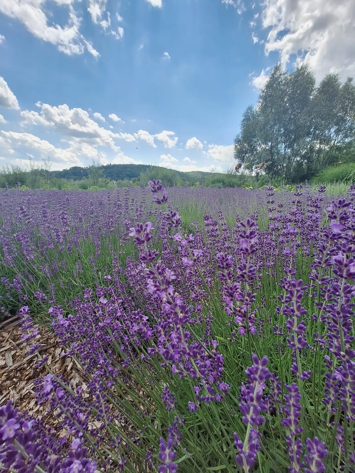 Masz ochotę na chwilę zapomnienia, relaksu i odpoczynku, niesamowitych doznań wizualnych i