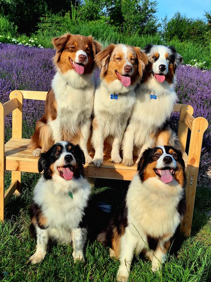 W piękny poniedziałkowy poranek nasz LawendOgród odwiedzili niezwykli goście :) z Aussiko