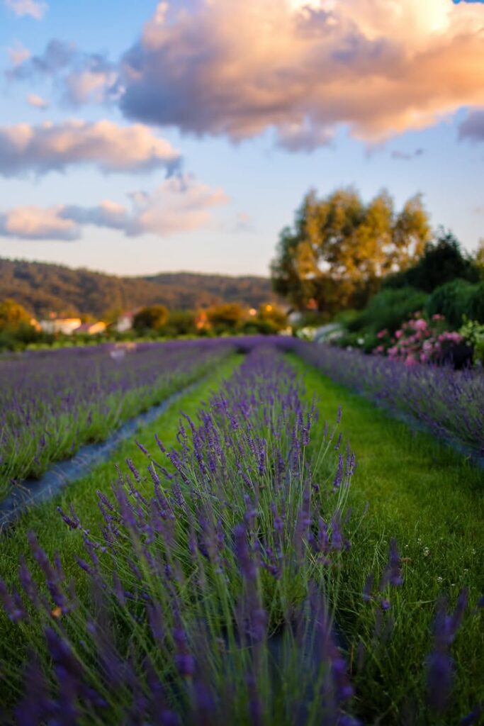 Ciach, ciach...żniwa w LawendOgrodzie.