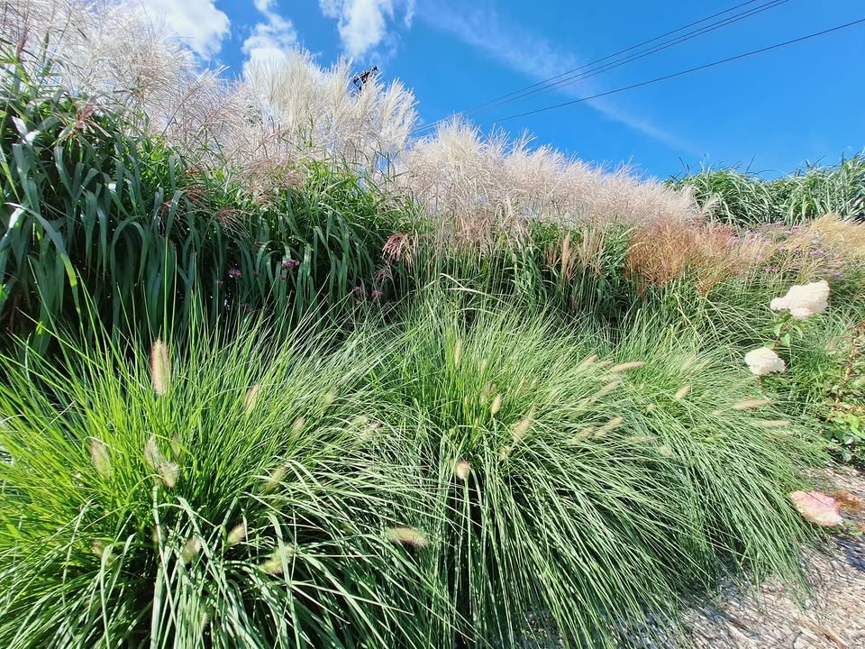 Miskanty ach miskanty jak ich tu nie kochać...
