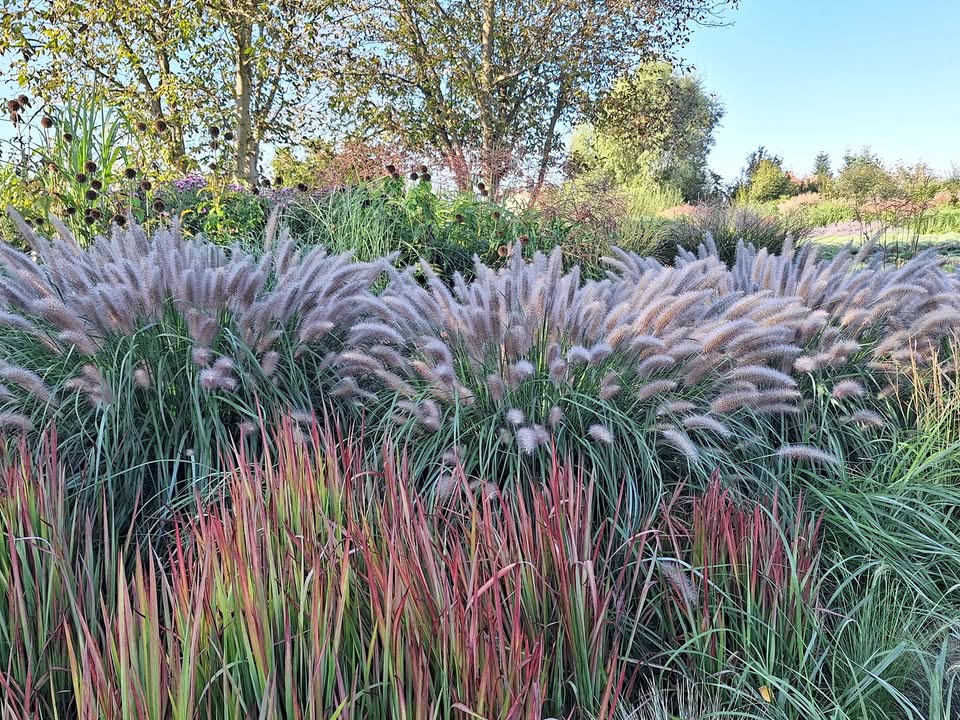 Rozplenica Black beauty o poranku jest niesamowita. Sami zobaczcie.