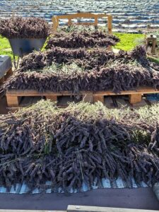 Ciach, ciach...żniwa w LawendOgrodzie.