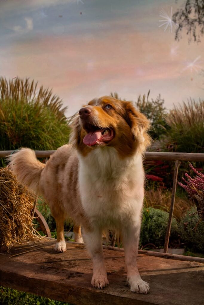 Pamiętacie owczarki australijskie z Aussikowa Zagroda FCI Hodowla owczarków australijskich