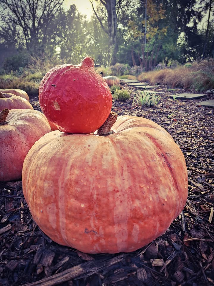 Zapraszamy do LawendOgrodu na Dyniowa Farmę.