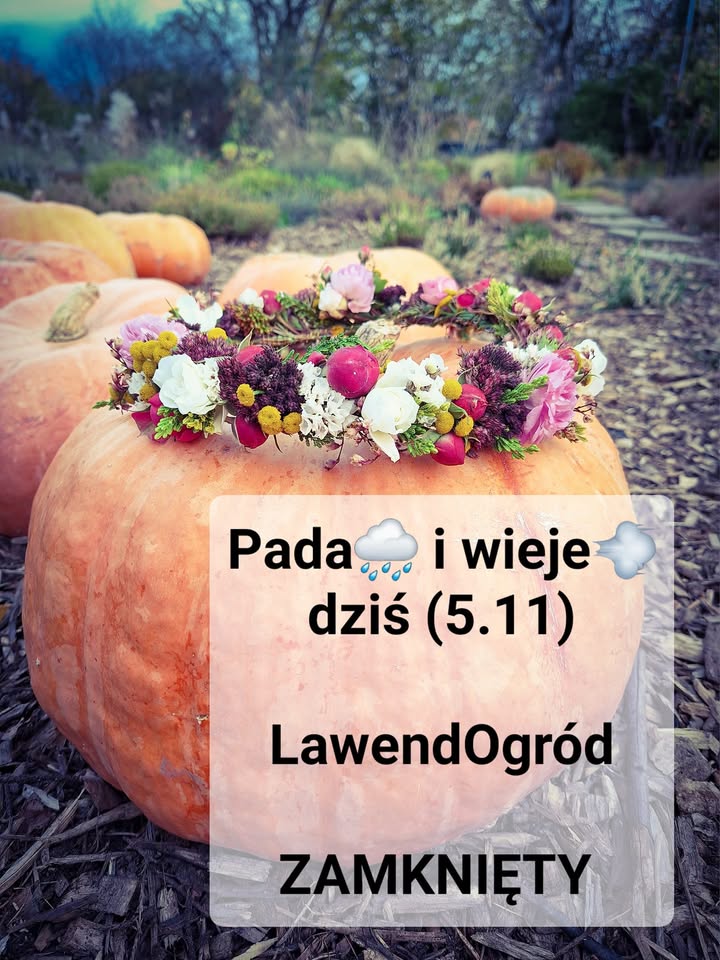 Pada i wieje 🌧💨 pogoda listopadowa🍂