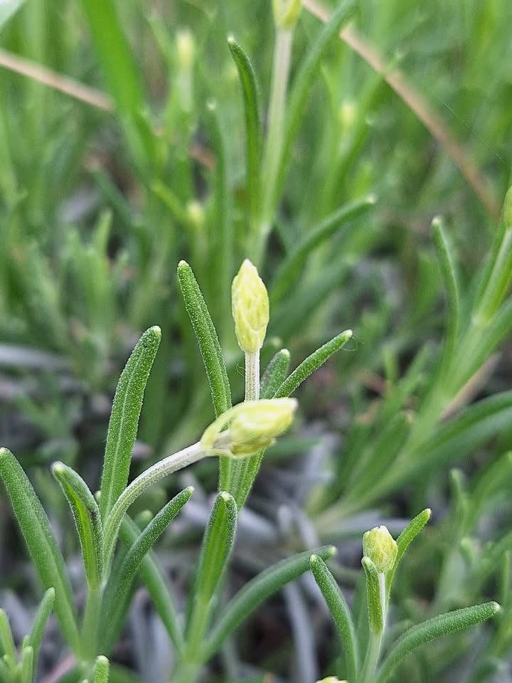 Witajcie, zapowiada się piękny dzień.🌞