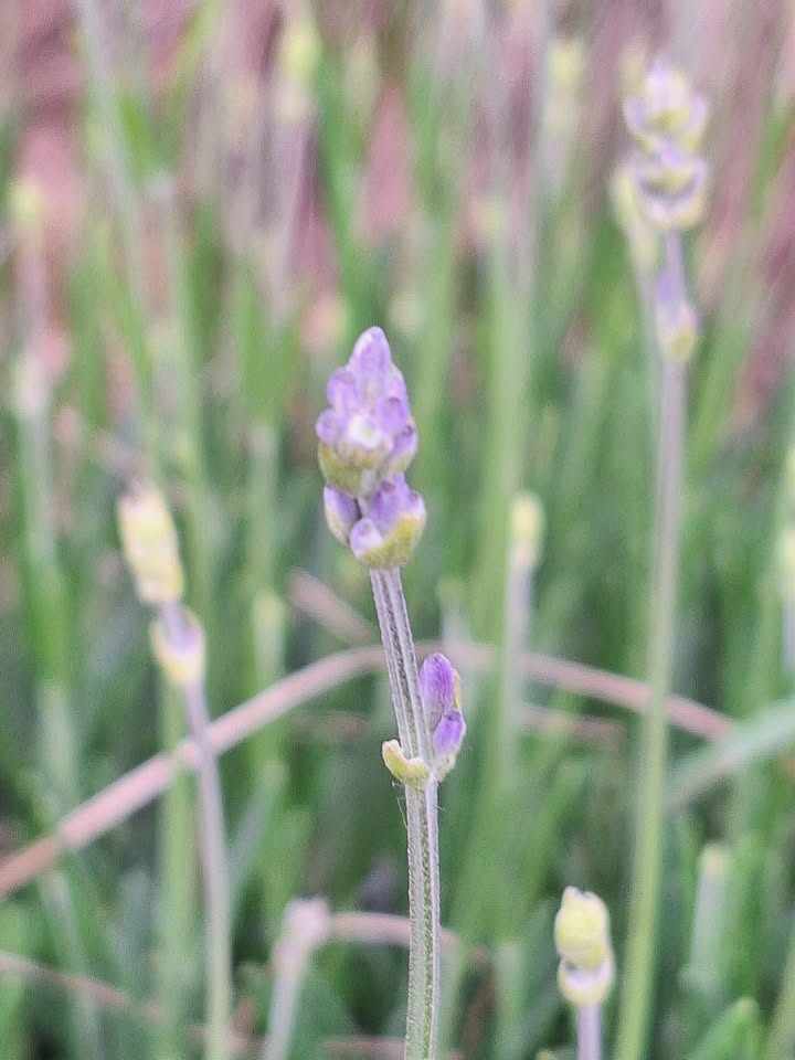 Jest 🥰 pierwszy delikatny fiolet na lawendzie odmianowej 😊