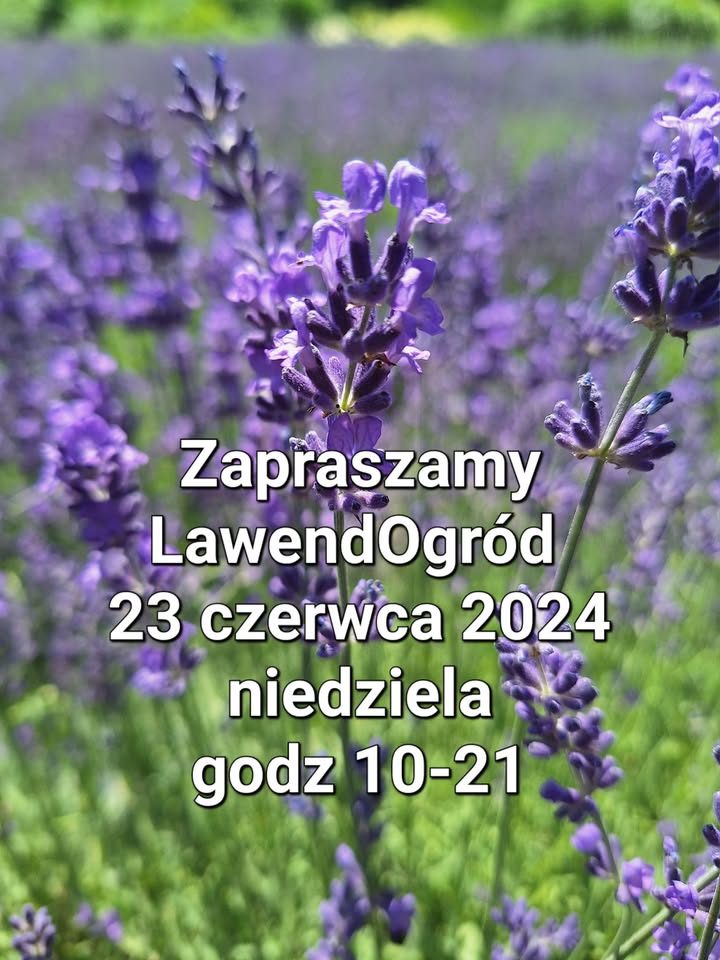 Witajcie! Już jest piękna i fioletowa, obłędnie pachnąca! 😊