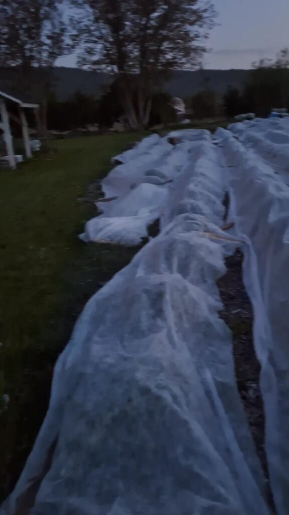 Przed nami kolejna noc z przymrozkami 🥶