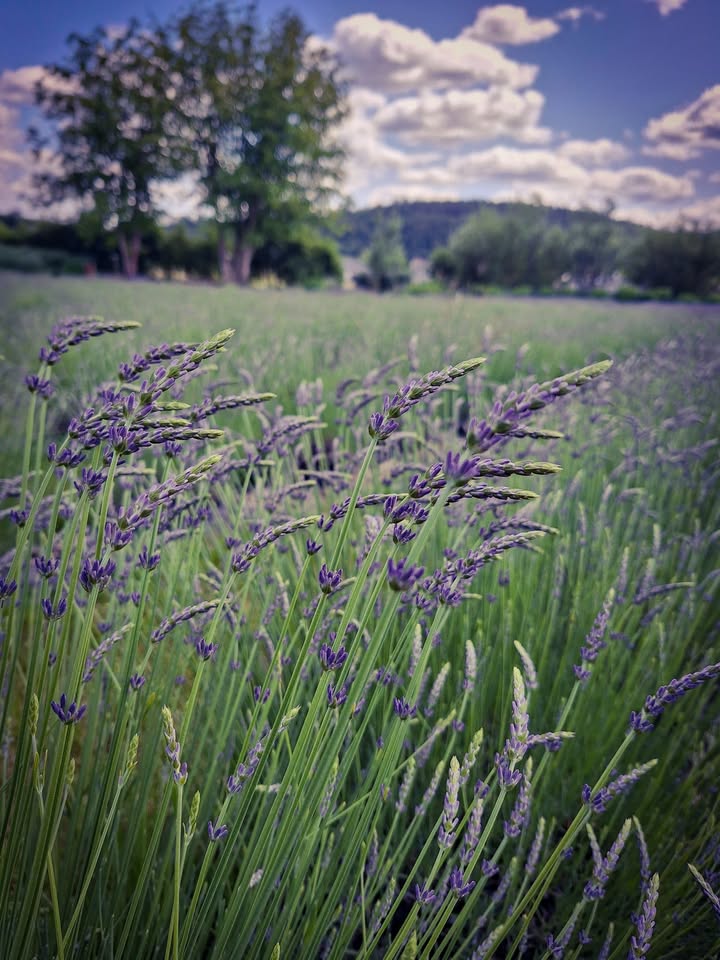 Jeszcze chwila, jeszcze moment...🪻