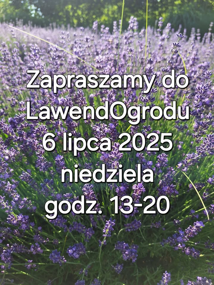 Zapraszamy do LawendOgrodu w niedziele 6 lipca