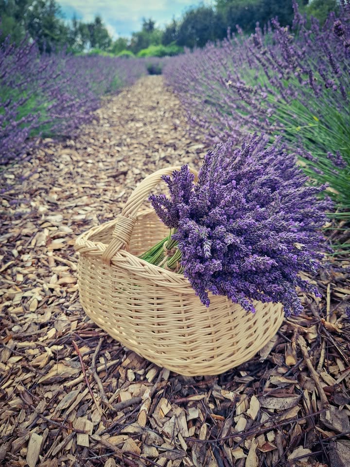 Witajcie, przed nami przedostatni tydzień z lawendą.