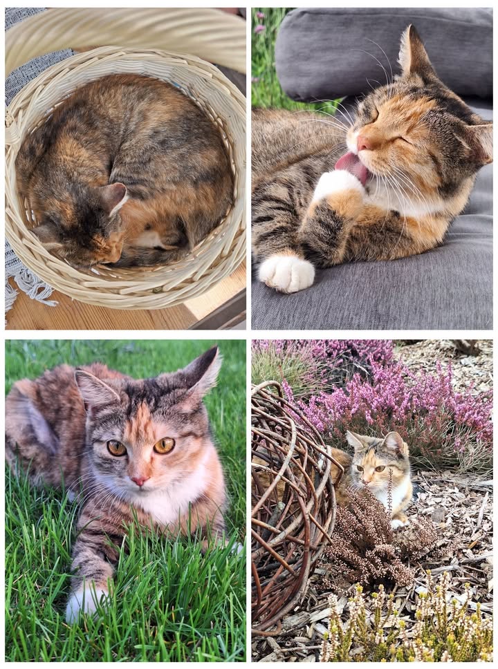 Luna z LawendOgrodu: od nieufnego kociaka do kociaka do tulenia