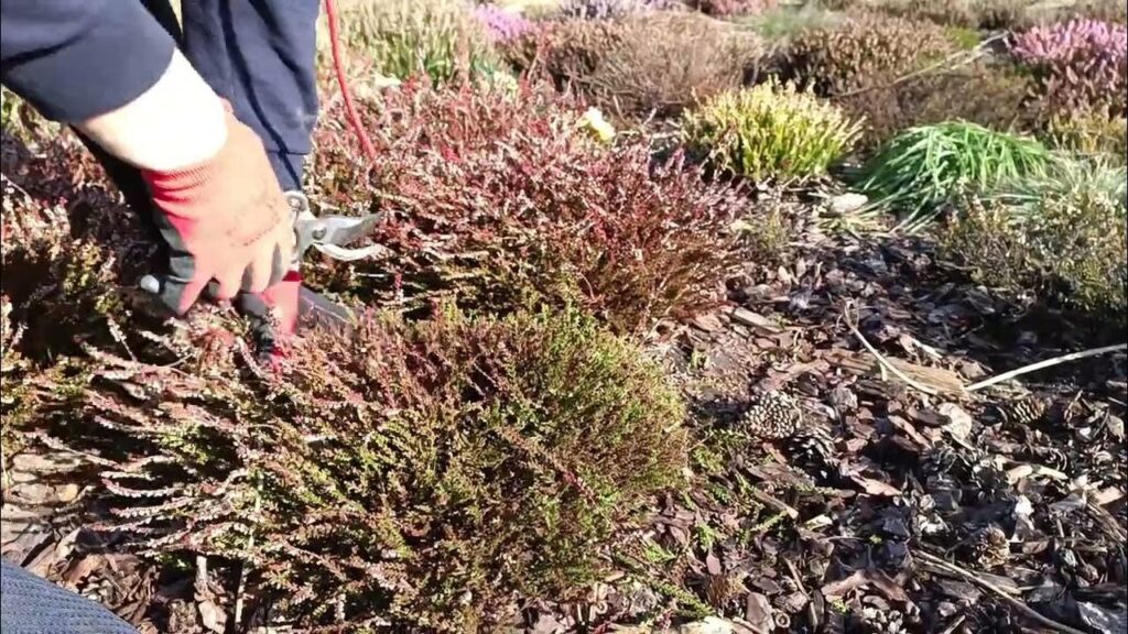 Czy przycinaliście już wrzosy? Jeśli nie to już ostatni moment na to 😊