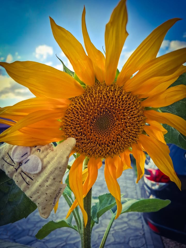 Zapowiada się piękna niedziela! 🌞